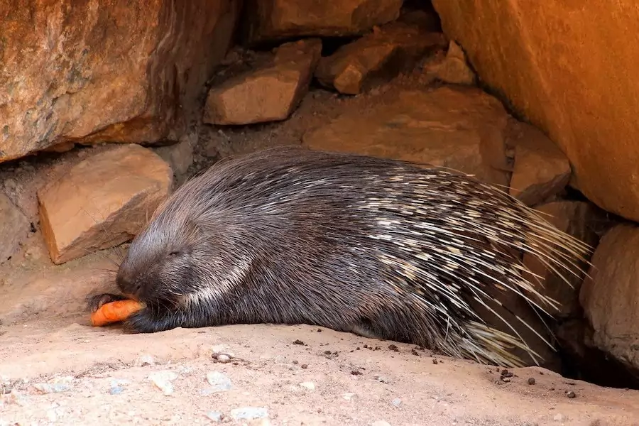 porcupine eating a carrot