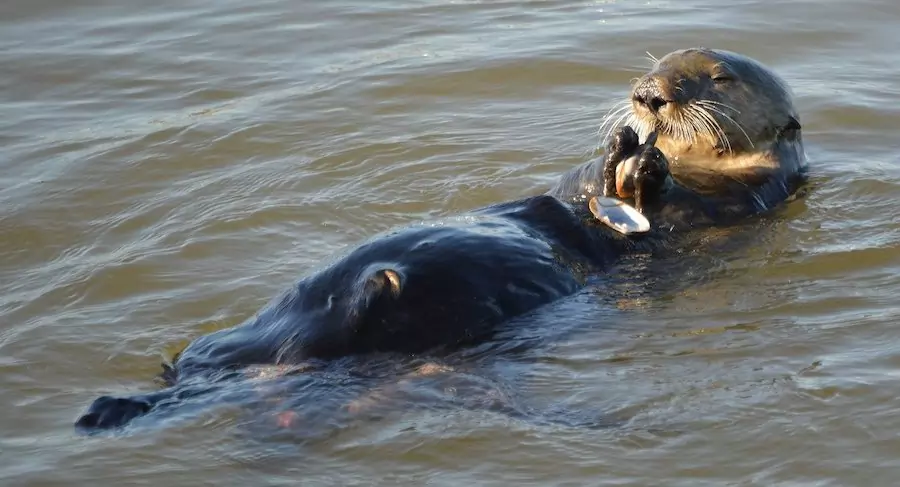 sea otter eating a crab