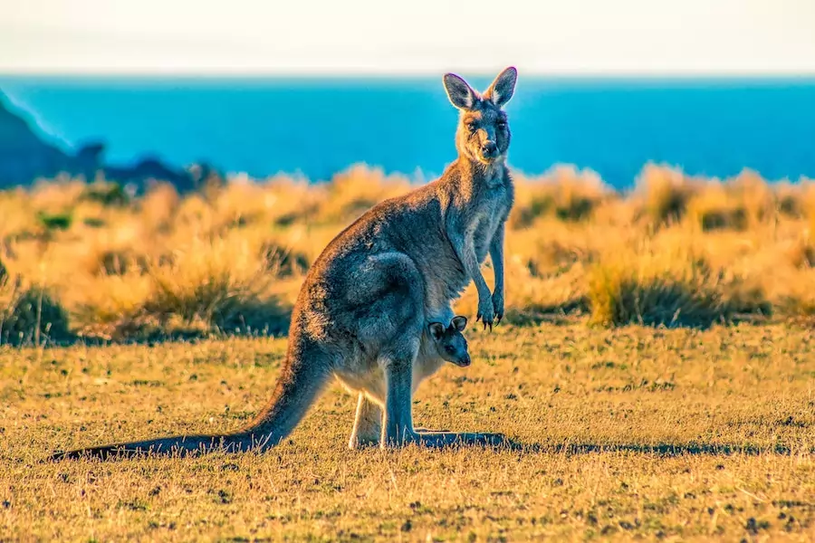 types of mammals - marsupials - kangaroo