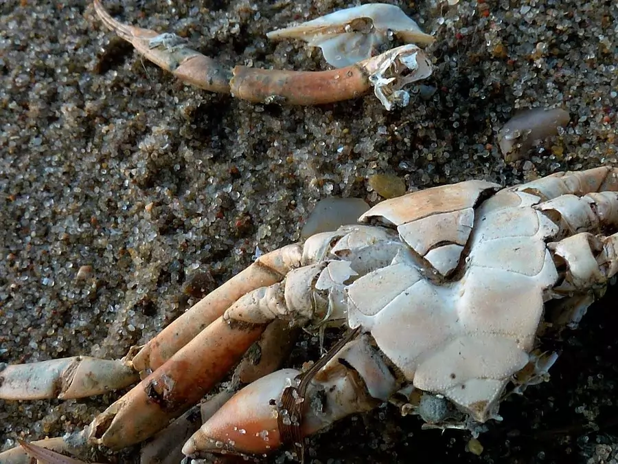 a crab that has been attacked