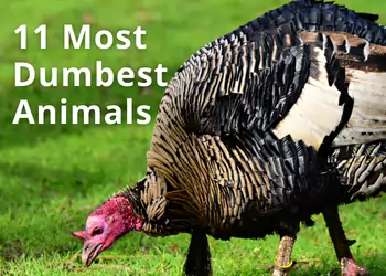 11 Most Dumbest Animals on the Planet, and Why!