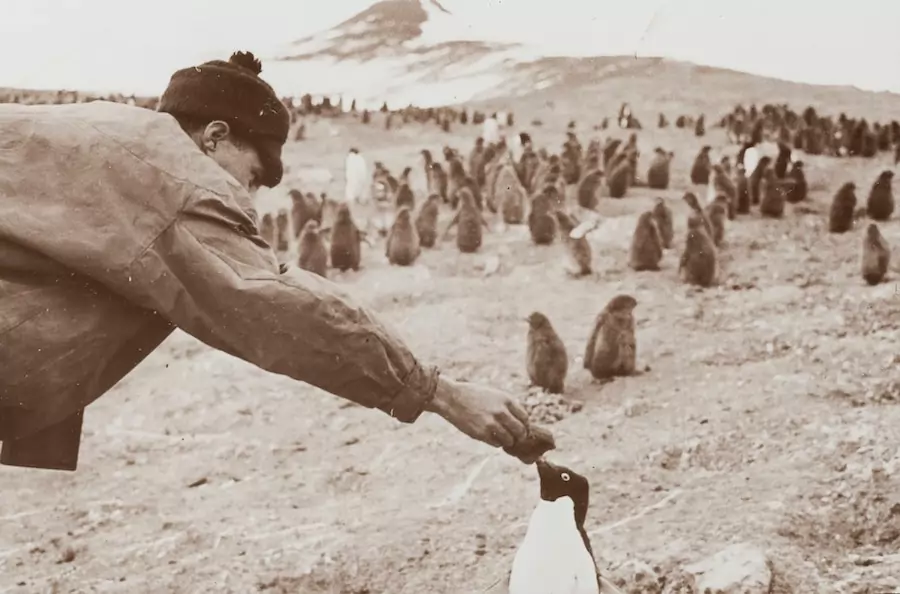 Discovery II Explorer Feeding a Penguin, Cape Crozier, Ellsworth Relief Expedition, Antarctica, 1935-1936