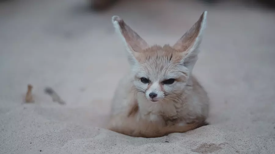 facts about fennec foxes - desert fox resting on sand