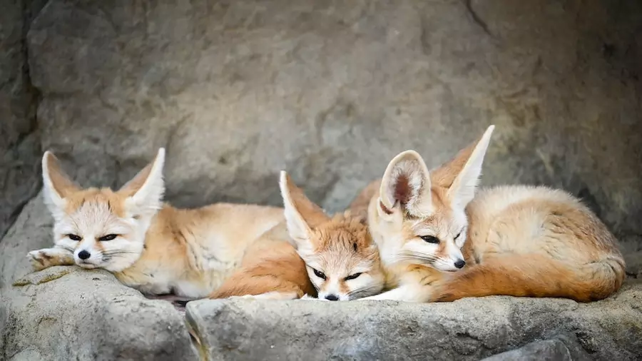 fennec fox family members huddled together