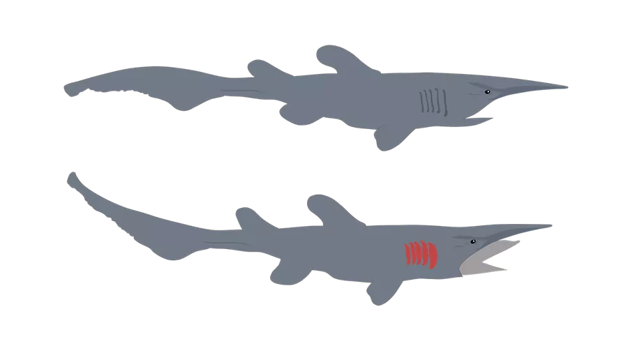 illustration of goblin shark