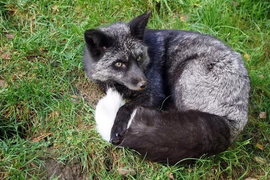 gray fox curled up on grass