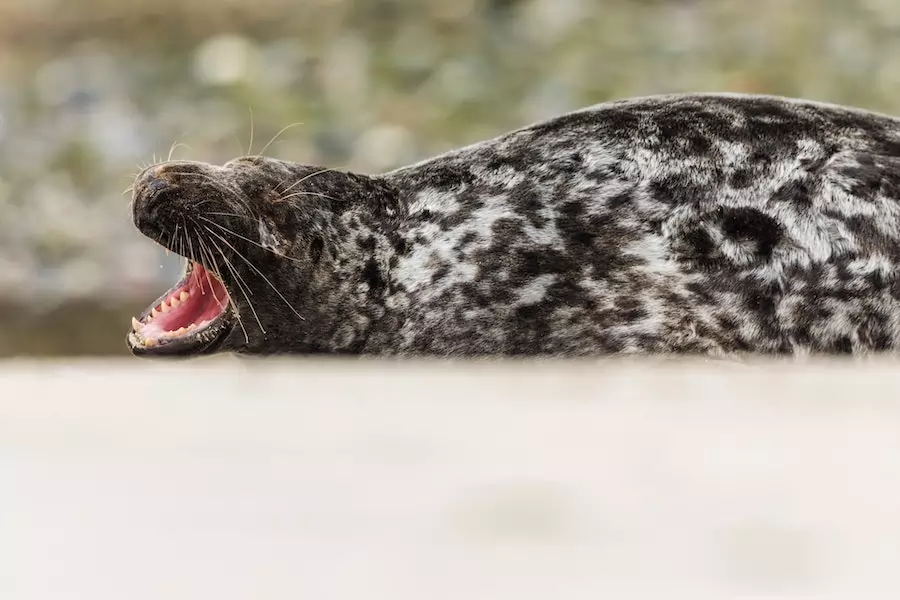 leopard seal on land