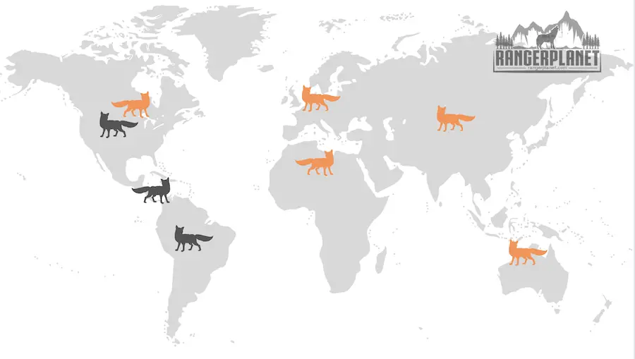 red fox vs gray fox continental distribution