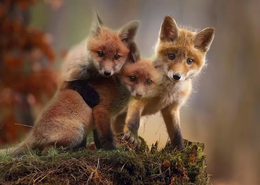 three red fox pups playing together