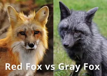 red fox vs gray fox