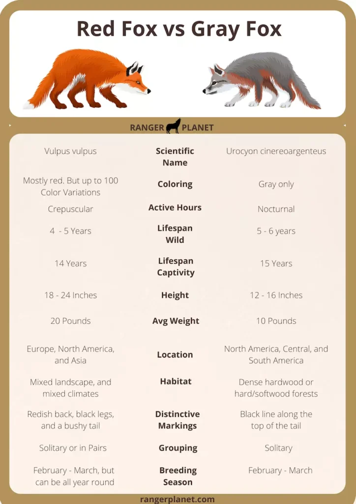 Difference Between Gray Fox And Red Fox