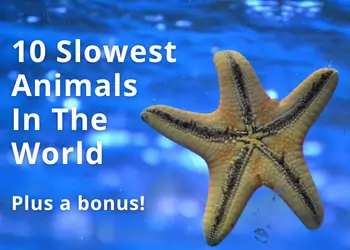The 10 Slowest Animals in the World, Plus the Slowest Bird!