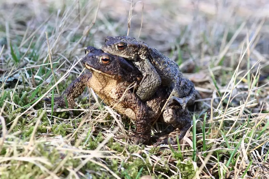 toad mating