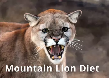 do mountain lions eat hawks