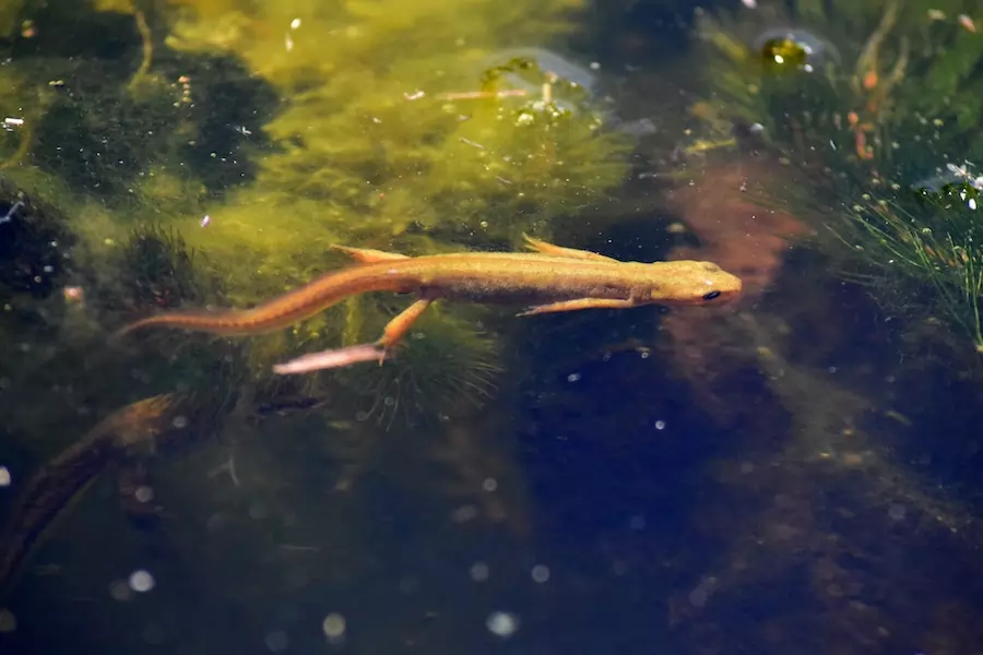 animals that live in lakes - aquatic salamander