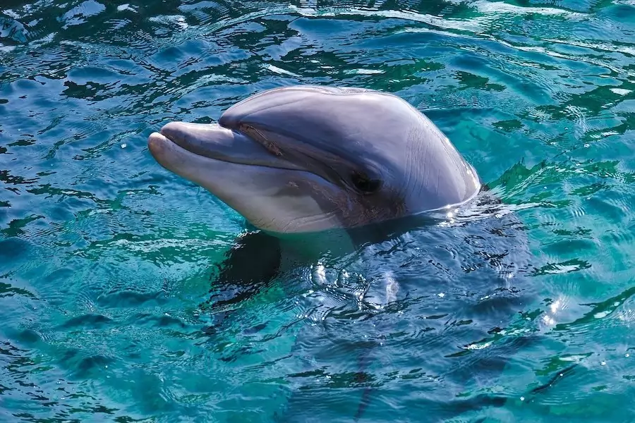 cute smiling bottlenose dolphin