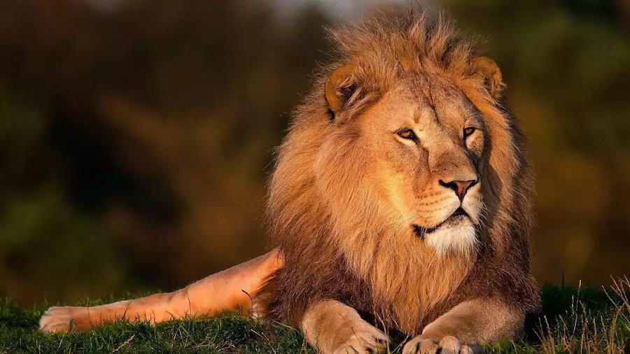 facts about lions - distinctive lion mane
