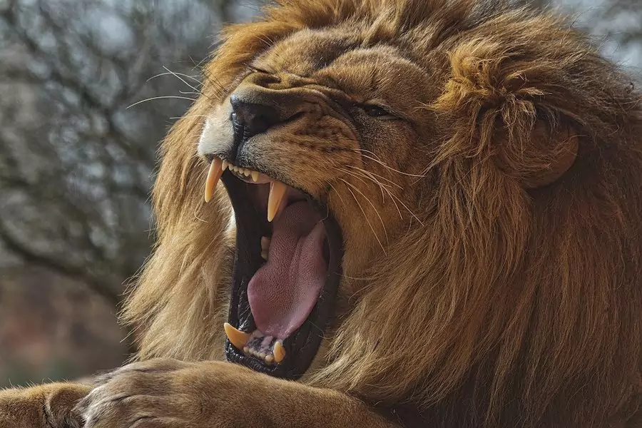 17 Awesome Facts About Lions You Should Know – Lion Facts