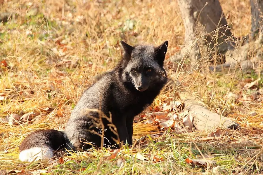 gray fox facts - gray fox sitting on grass