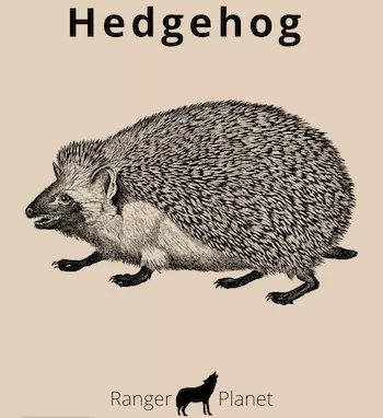 outline image of hedgeehog
