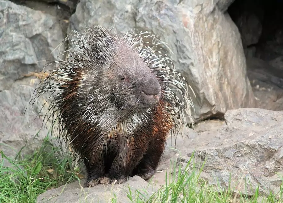 porcupine in the wild