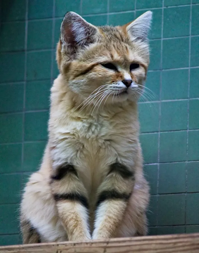 animals that live in the desert - sand cat