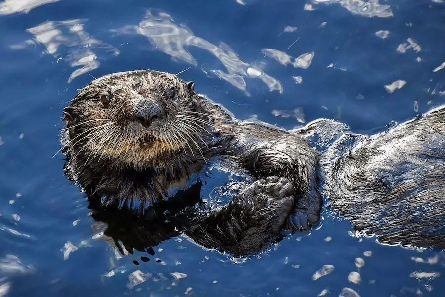 cute sea otter