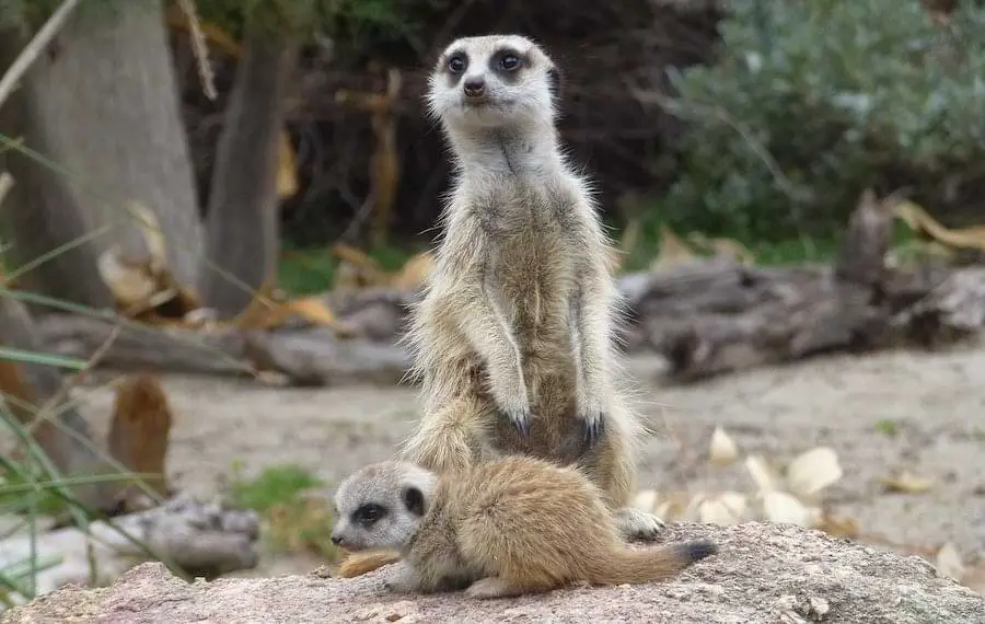 adult meerkat with adolescent meerkat