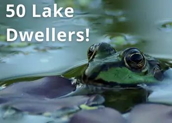 50 Animals That Live in Lakes: How Many of These Do You Know?