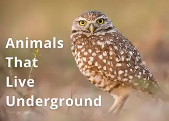 Top 16 Animals That Live Underground: How Many Do You Know?