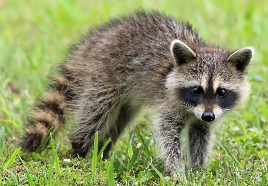 facts about raccoons