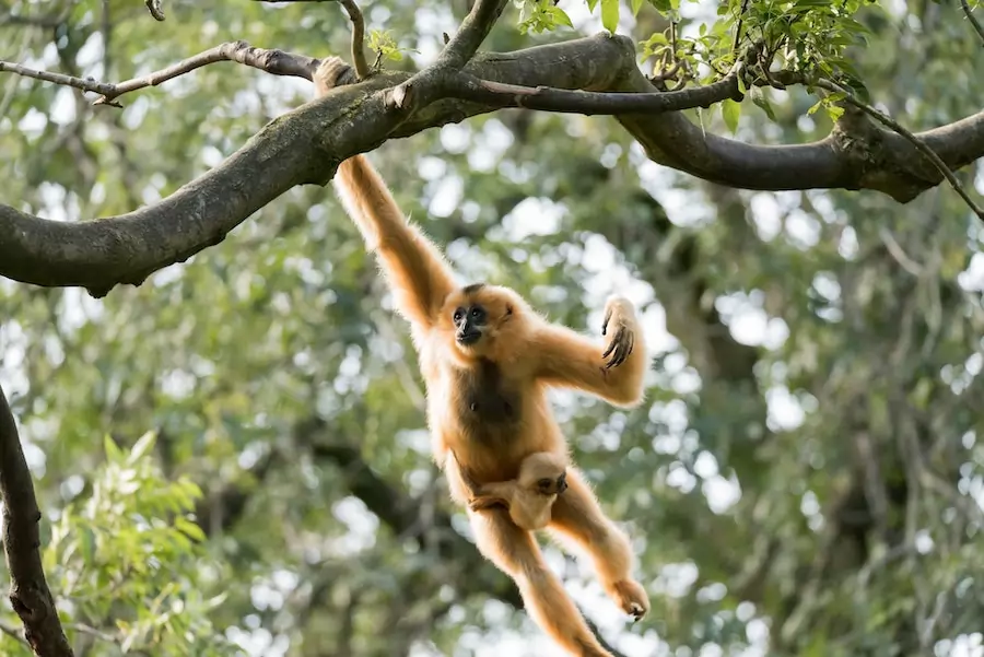 gibbon with a baby swinging through treees
