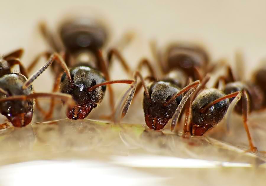 how ants drink water