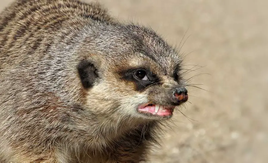 meerkat showing aggression
