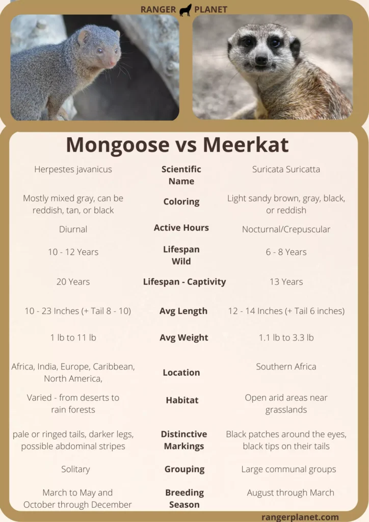 mongoose vs meerkat - reference sheet