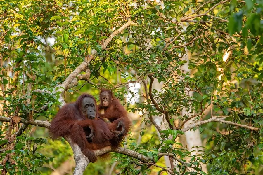 orangutan in tree with baby