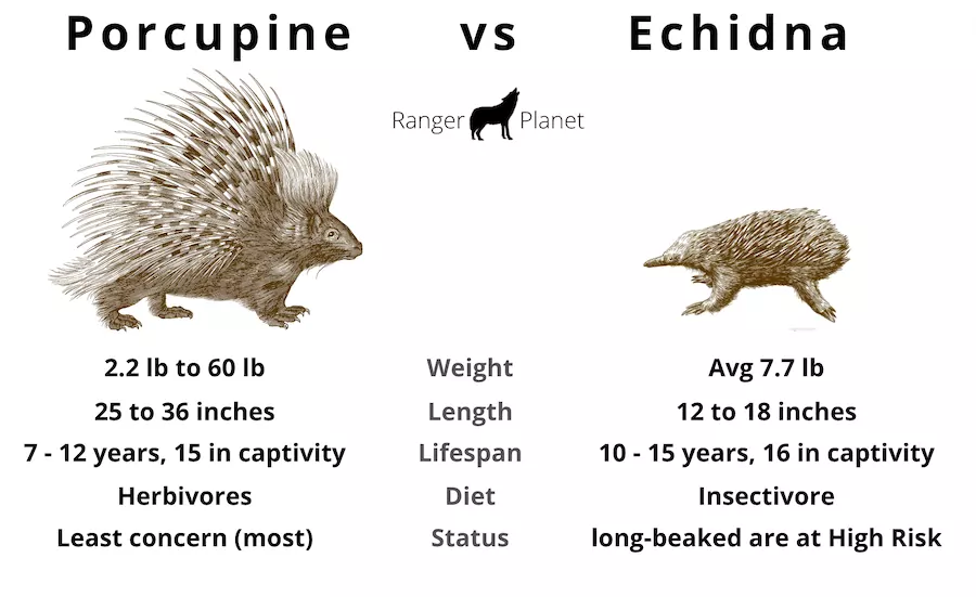 porcupine vs echidna - basic statistics