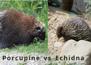 porcupine vs hedgehog vs echidna