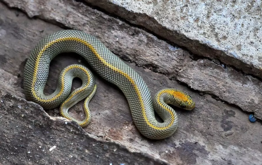 sidewinder snakes can climb walls