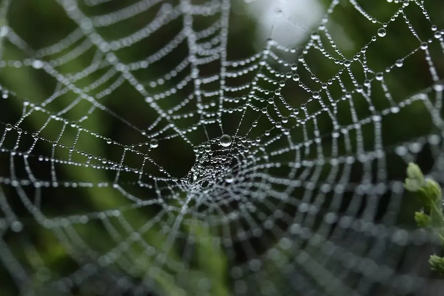 spiders drink dew from their web