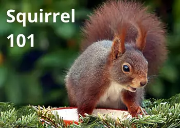 Squirrel 101, Habitat, Location, Mating, Behavior, and More