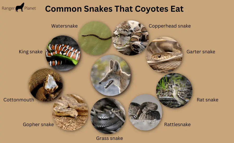 do coyotes eat snakes - snakes that coyotes eat