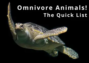 Omnivore Animals: The Quick List of Omnivores (With Images)