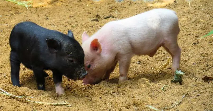 pigs are omnivore animals