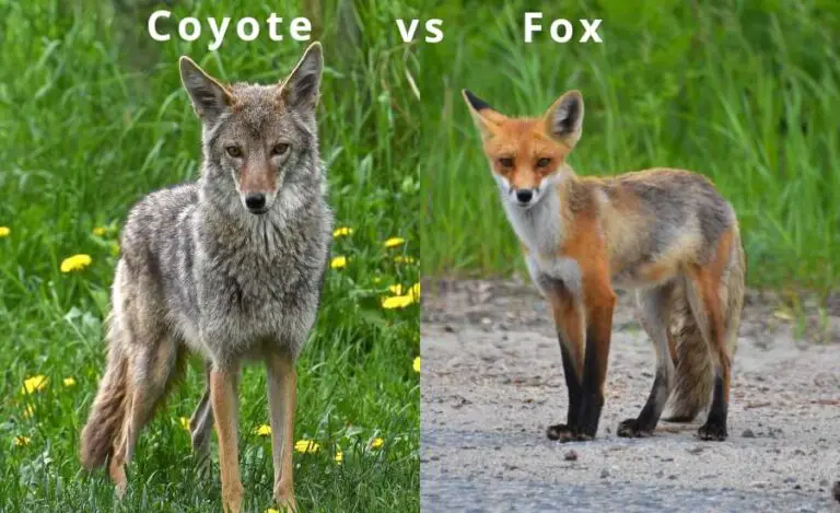 Do Coyotes Eat Foxes: No, Why and What Actually Happens