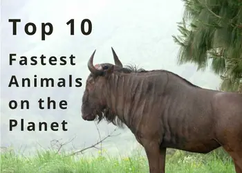Top 10 Fastest Animals on the Planet – and Their Speeds